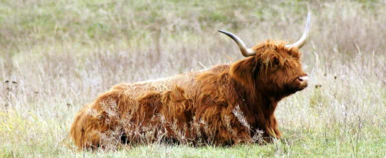 Schottisches Hochlandrind